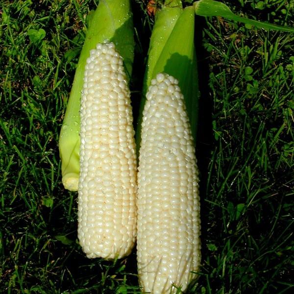 野菜 期間限定 とうもろこし ピュアホワイト 北海道産 M L 10本 有機栽培 Corn Purewhite 10 北海道箱根牧場 オンラインストア 通販 Yahoo ショッピング