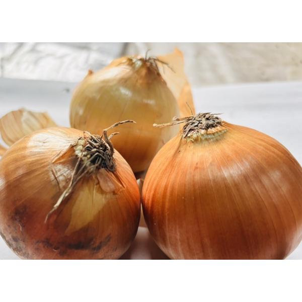 お買い得！特別栽培玉ねぎ　規格外品５ｋｇ　大放出！　　発根・盛上・皮むけ・変形・小玉でも味は全く同じです！　