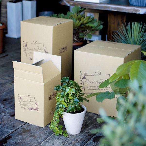 花の宅配箱 フラワー グリーン鉢物m 10枚入 F 509 Buyee Buyee 提供一站式最全面最專業現地yahoo Japan拍賣代bid代拍代購服務