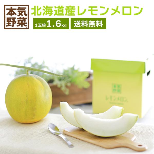 北海道産レモンメロン  (1玉約1.6kg) サントリーフラワーズ「本気野菜」 送料無料  レモンメロン メロン  （沖縄別途送料）