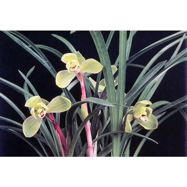 hamamatsu-yoneyama_chugokut0035