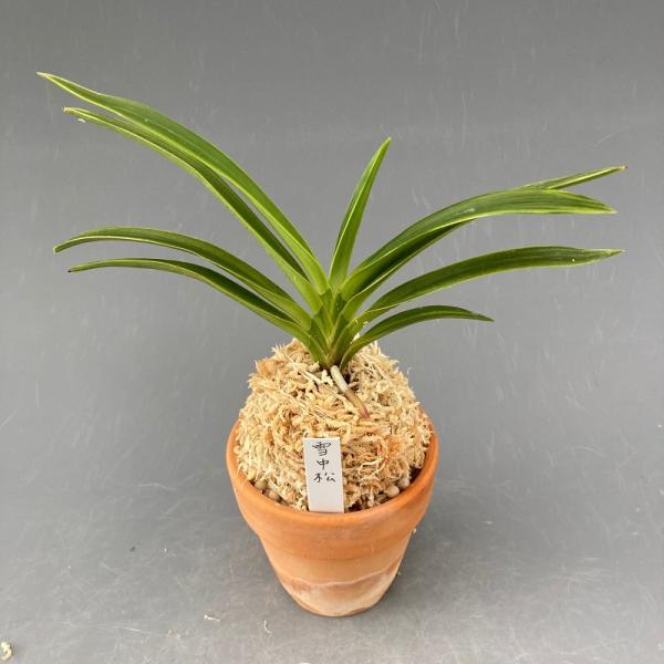 松 苗の人気商品 通販 価格比較 価格 Com