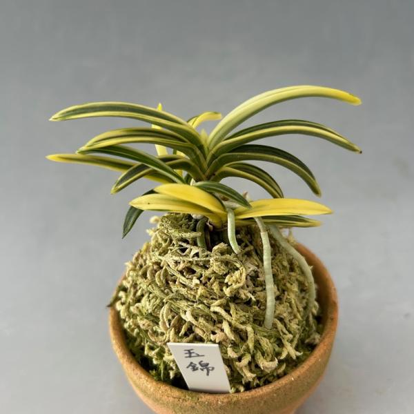 小型で美しい曲線を描いた姫葉。柄性は西出都と同じ。