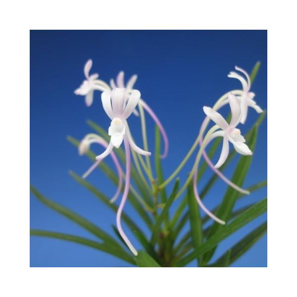 富貴蘭】 桃琴（とうきん）2条/ 花 蘭 古典植物 フウラン