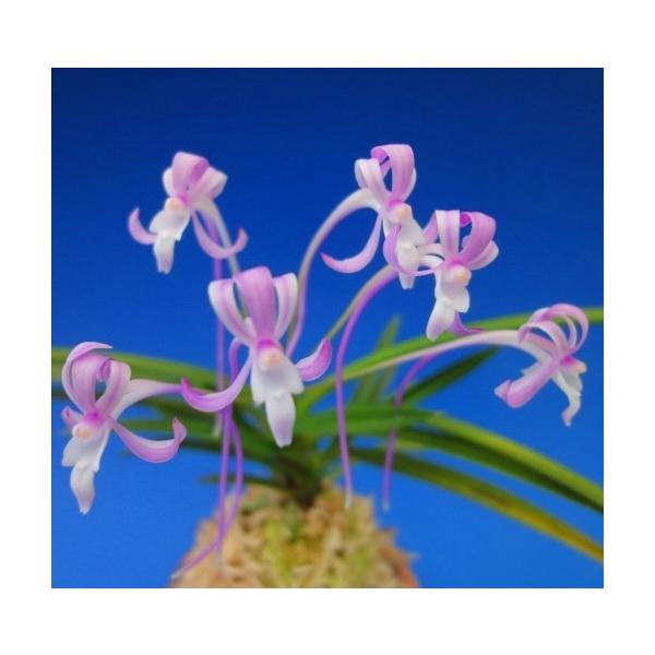 富貴蘭 紅雀 べにすずめ 2 3条 花 蘭 古典植物 フウラン Buyee Buyee Jasa Perwakilan Pembelian Barang Online Di Jepang