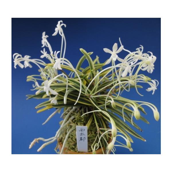 【富貴蘭】　西出都（にしでみやこ）1条/　花　蘭　古典植物　フウラン