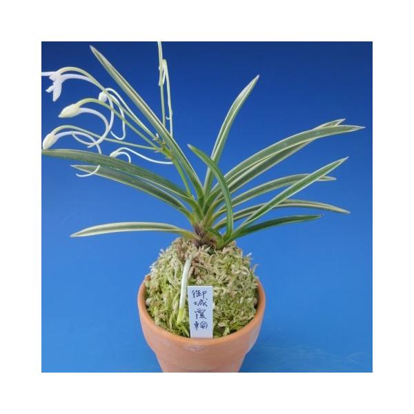 富貴蘭】 御城覆輪（ごじょうふくりん）2条/ 花 蘭 古典植物 フウラン