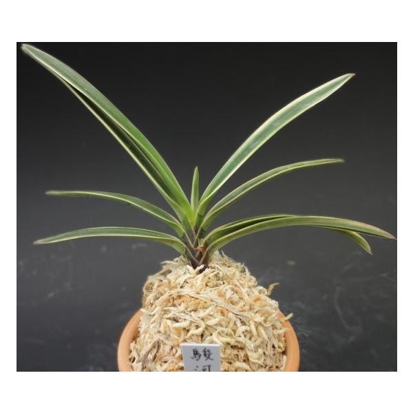 hamamatsu-yoneyama_fukit0031