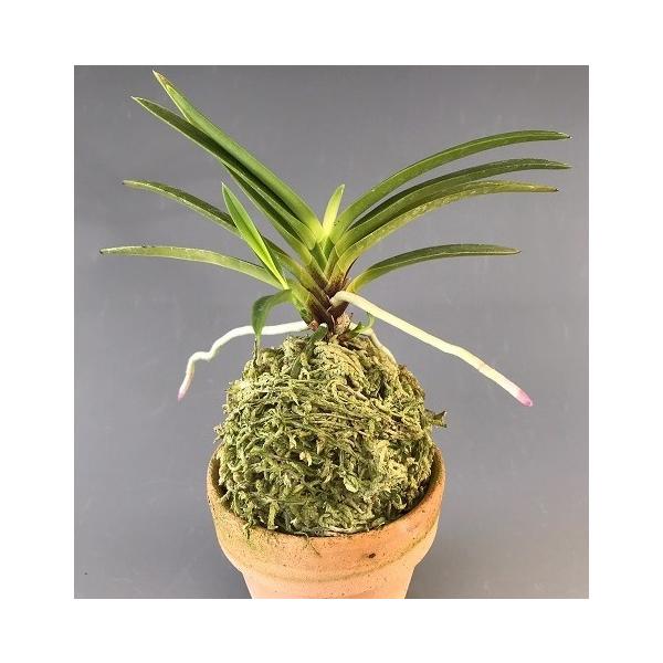 富貴蘭】 白鳥（はくちょう）2条/ 花 蘭 古典植物 フウラン