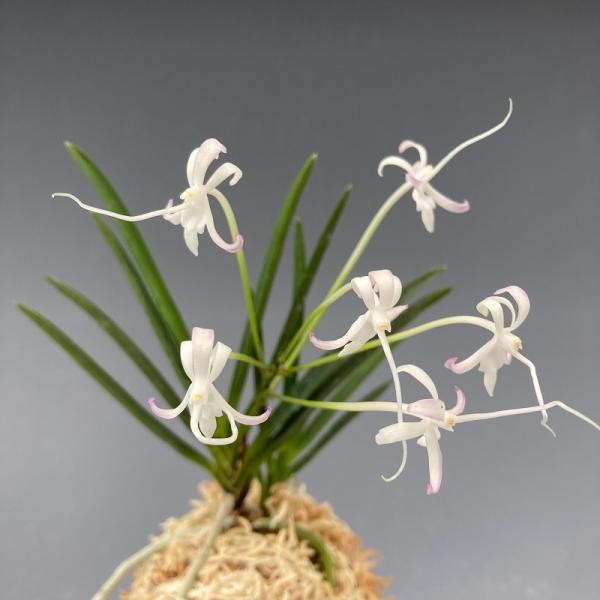 富貴蘭　(仮名)天界 hamamatsu-yoneyama_fukit0052