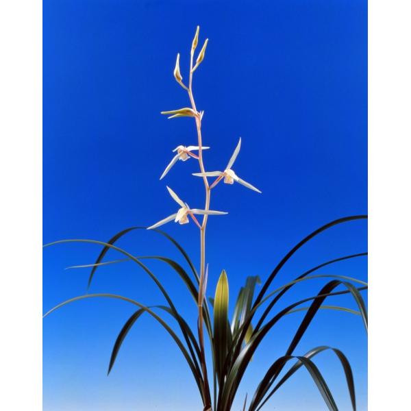 土佐産の黄花、かぐや姫（かぐやひめ）です。新木上木２−３条立・根巻き仕立でのお届けとなります。