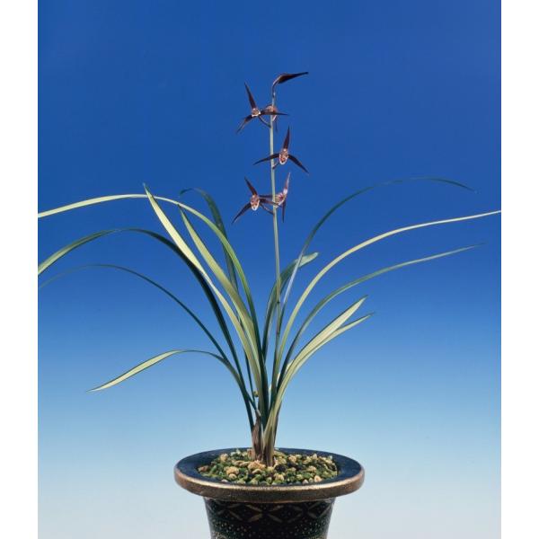 土佐産の紅花、銀河（ぎんが）です。新木上木２−３条立・根巻き仕立でのお届けとなります。