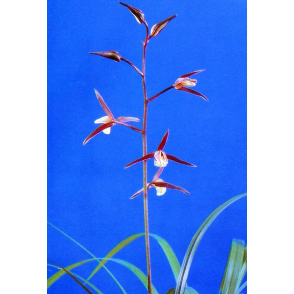 土佐産の紅花、麗冠（れいかん）です。新木上木2−３条立・根巻き仕立でのお届けとなります。