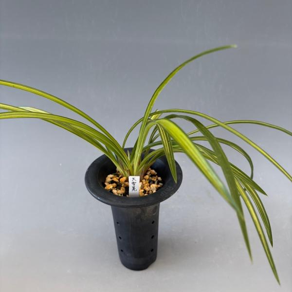 後冴えの黄縞、葉幅広くボリュームがある、大雪晃（だいせっこう）です。一点物なので、画像の株を鉢仕立でお届けします。花の画像はイメージです。