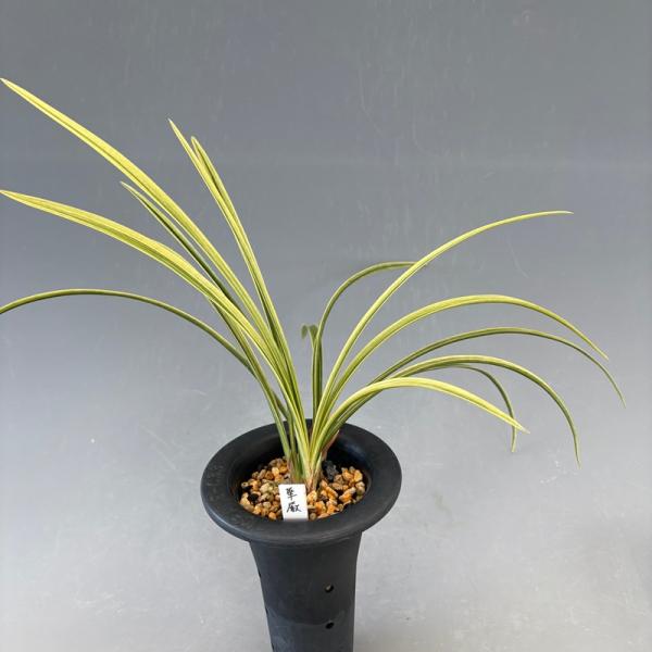 散り斑縞覆輪斑、散り斑花の華厳（けごん）です。一点物なので、画像の株を鉢仕立でお届けします。花の画像はイメージです。