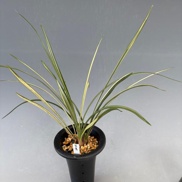 軍旗に似た白縞、花も縞花で良花、富鷹（ふよう）です。一点物なので、画像の株を鉢仕立でお届けします。