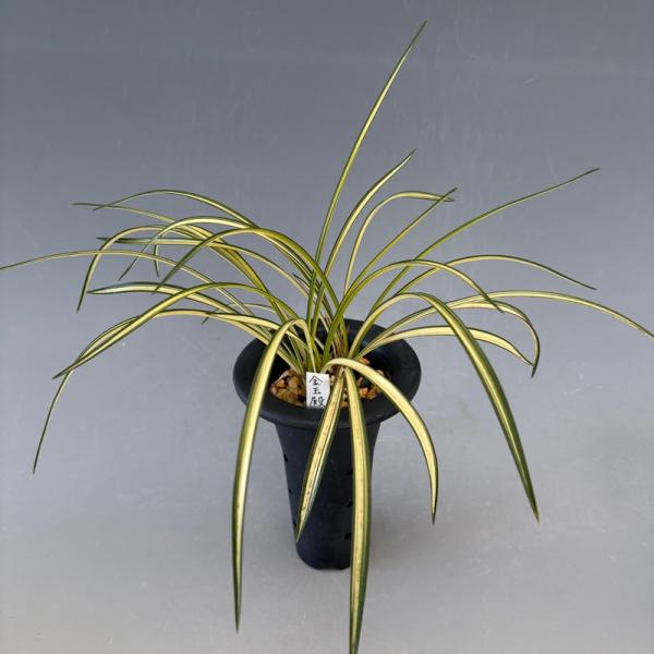 黄の中押し縞が特徴の金玉殿（きんぎょくでん）です。一点物なので、画像の株を鉢仕立でお届けします。