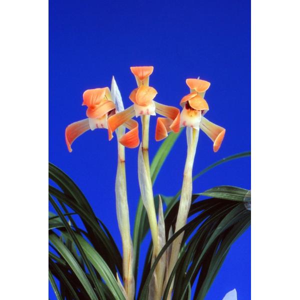 hamamatsu-yoneyama_nihont0021