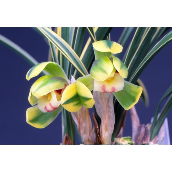 日本春蘭】聖晃（せいこう）/ 花 蘭 東洋蘭 春蘭 : ヨネヤマ - 通販