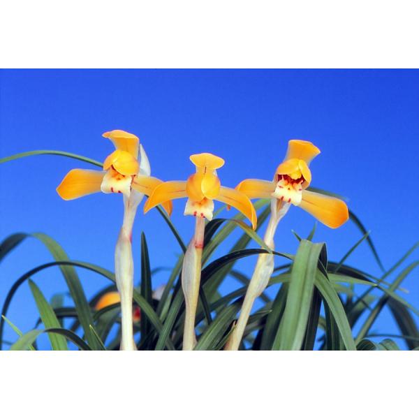 橙紅色の平肩咲きで後冴えの良花、福の光（ふくのひかり）です。新木上木３条立・根巻き仕立でのお届けとなります。