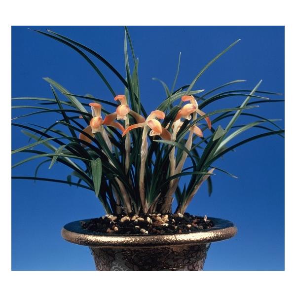 朱金がかった紅赤色。肉厚で平肩咲きの水仙弁。色が出しやすい、多摩の夕映（たまのゆうばえ）です。新木上木３条立・根巻き仕立でのお届けとなります。