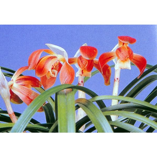 hamamatsu-yoneyama_nihont0089