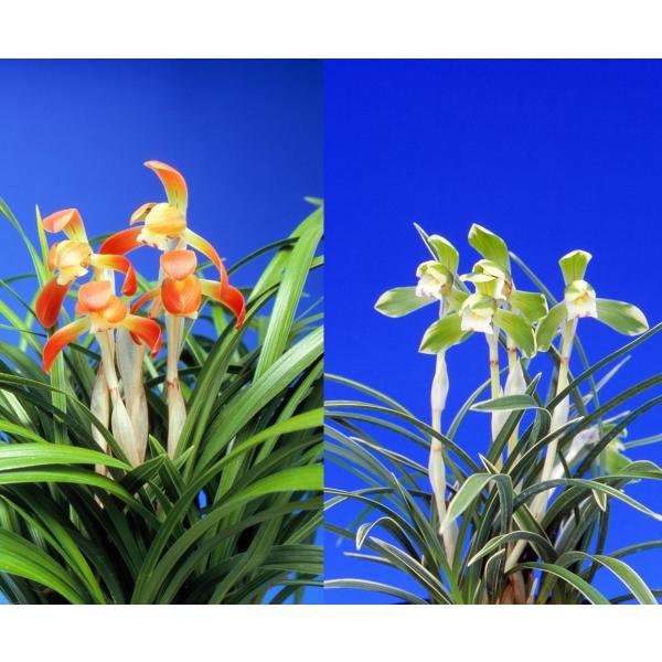 日本春蘭の東の光・雪山の２種セットです。初めての方におすすめです。送料無料でのお届けです!