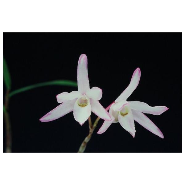 台灣セッコク 石斛花物（セッコク）】 雅（みやび）/5〜6条 : ヨネヤマ - 通販