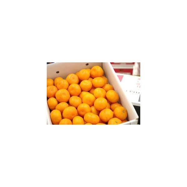 出島の華みかん通信販売 長崎県 させぼ温州をお歳暮長崎みかんに 約5kg 2Ｓ〜Ｌ サイズ指定はできません