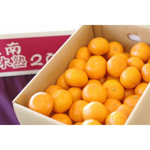 紀南の木熟みかん「木熟201」和歌山県産をお歳暮みかんに。糖度14度以上 5ｋｇ Ｓ〜Ｌ