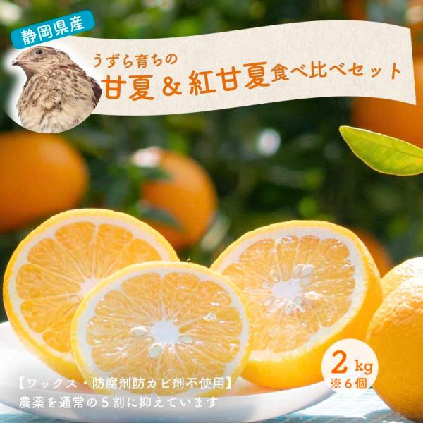 甘夏・紅甘夏食べ比べセット2キロ 約6個 国産 静岡県産 ワックス・防腐剤防カビ剤不使用 ノーワックス