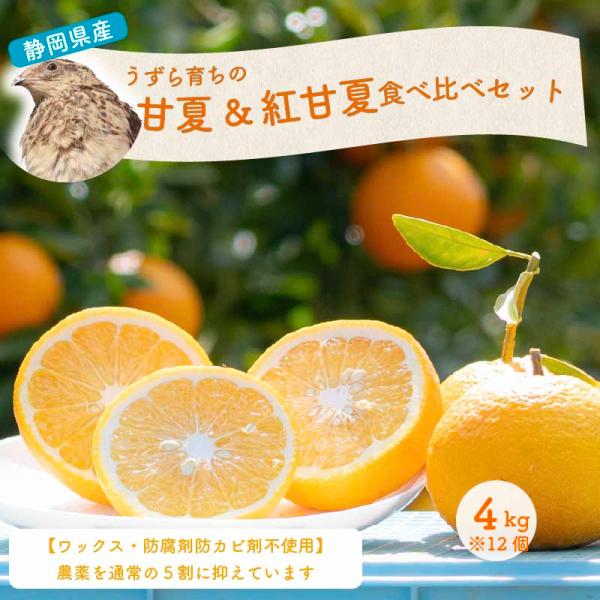 甘夏・紅甘夏食べ比べセット4キロ 約12個 国産 静岡県産 ワックス防腐剤防カビ剤不使用 ノーワックス
