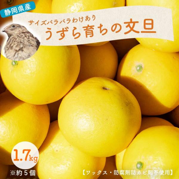 うずら肥料で育てた文旦 1.7キロ 約5個 国産 静岡県産 ワックス防腐剤防カビ剤不使用 ノーワックス