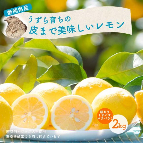 うずら肥料で育てたレモン 2キロ 約6〜10個 国産 静岡県産 ワックス防腐剤防カビ剤不使用 皮まで食べれる ノーワックス ポストハーベスト不使用