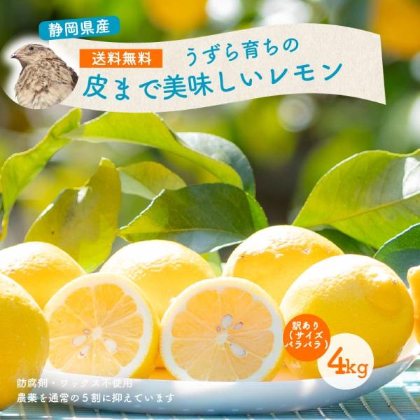 送料無料 うずら肥料で育てたレモン 4キロ 約12〜20個 国産 静岡県産 ワックス防腐剤防カビ剤不使用 ノーワックス ポストハーベスト不使用