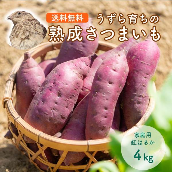 送料無料うずら育ちの熟成サツマイモ4kg 約13〜20本 静岡産 べにはるか 焼き芋にぴったりな甘いさつまいもを農家から直送