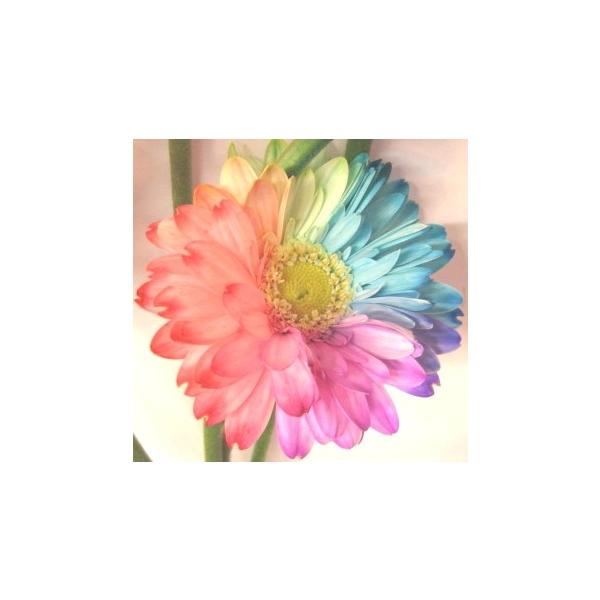 ◆ラッピング＆ボックス入◆ボックス　サイズ／L75・W20・D13◆「レインボーガーベラ」の花束をボックスに入れて、当店より直送にてお届け◆誕生日・お祝い・お見舞・送別・母の日・バレンタイン・ホワイトデー・クリスマスetc※お届け日は３日後...