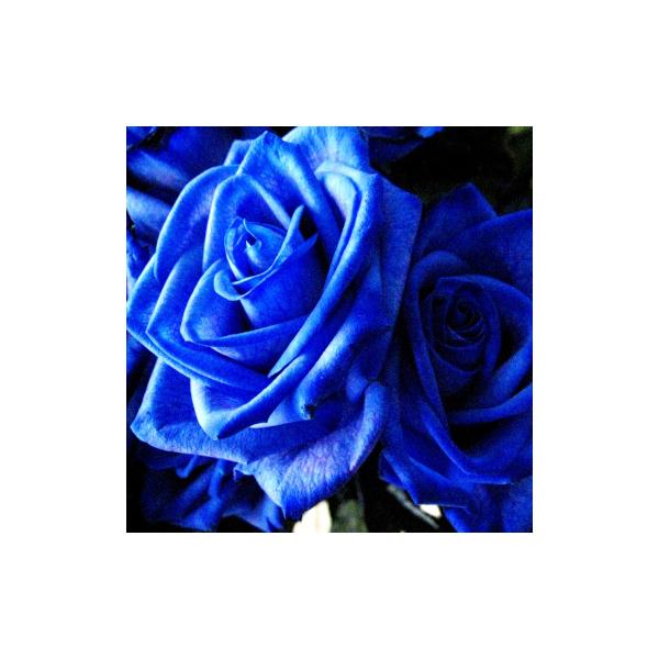 青いバラ ブルーローズ ７本 の花束 かすみ草入り 042 Buyee Buyee Japanese Proxy Service Buy From Japan Bot Online