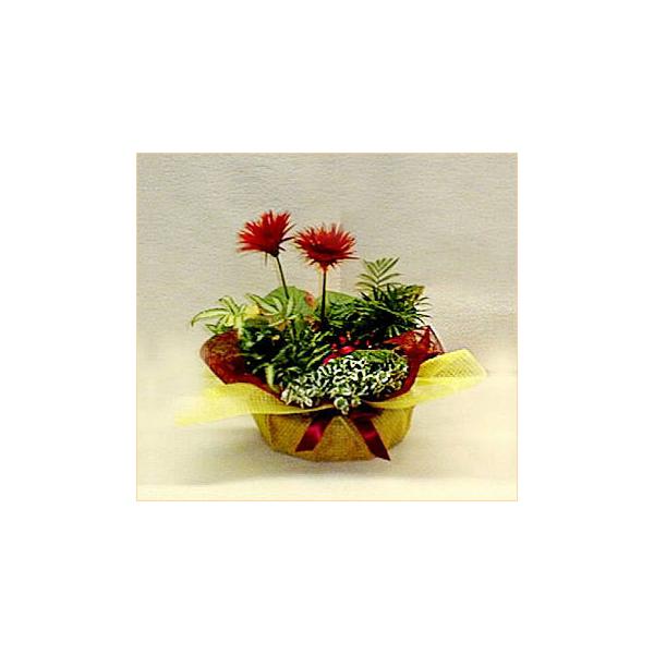 鉢物 ガーベラ ミニ観葉の寄せ鉢 バスケット入り寄せ鉢 Buyee Buyee 提供一站式最全面最专业现地yahoo Japan拍卖代bid代拍代购服务 Bot Online