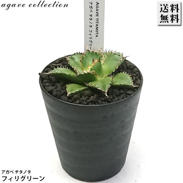 アガベ チタノタ 圓葉拇指 フィリグリーン 3号 プラ鉢 多肉植物 観葉