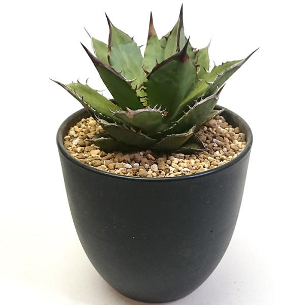 アガベ チタノタ ブラックファイヤー 黒炎 黒火焔 こくえん