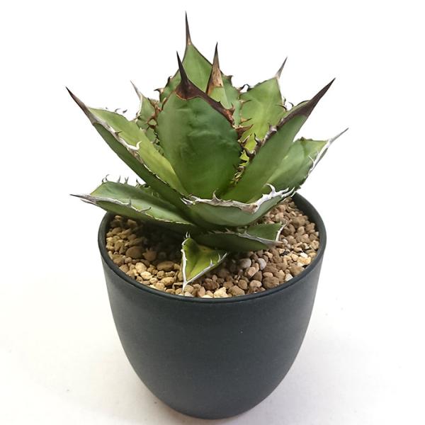 アガベ チタノタ・ブラックファイヤー　鉢付き アガベ チタノタ ブラックファイヤー 黒炎 黒火焔 こくえん