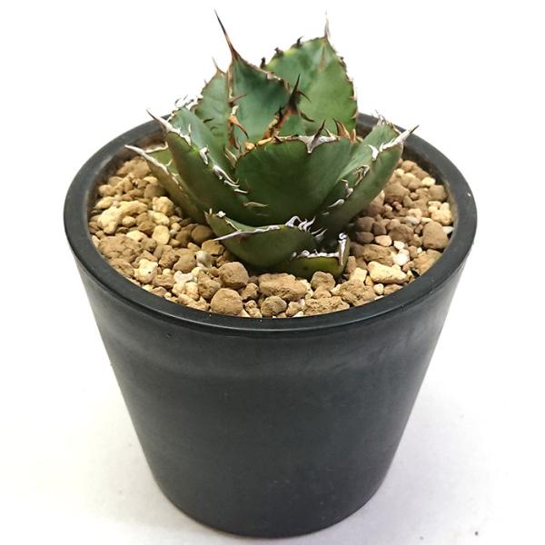 アガベ チタノタ 白鯨 ハクゲイ リュウゼツラン科 3.5号 プラ鉢