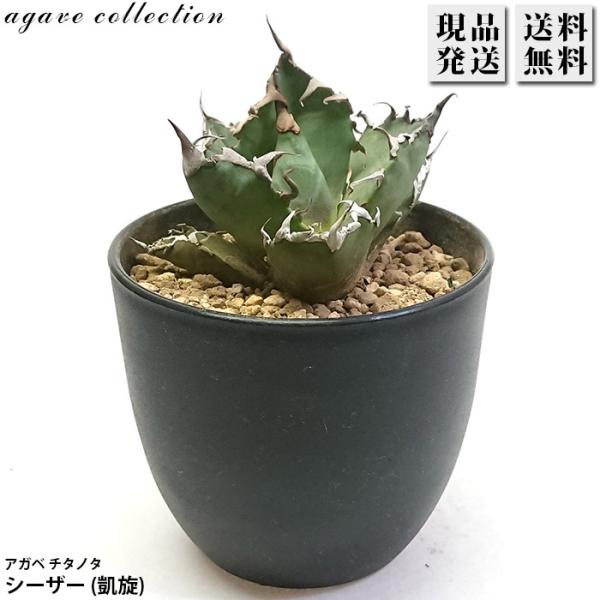 アガベ チタノタ シーザー 凱撒 3.5号 プラ鉢 Agave 多肉植物 観葉植物