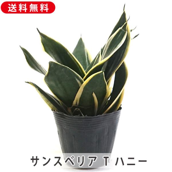 サンスベリア T ハニー 3.5号 ポット苗 空気浄化 観葉植物 グリーン