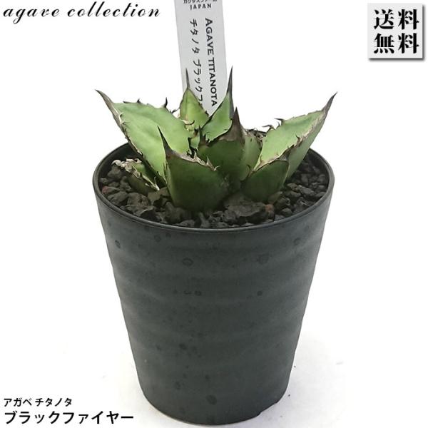 アガベ チタノタ 黒火焔 ブラックファイヤー 3号 プラ鉢 多肉植物 観葉