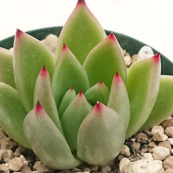 多肉植物 エケベリア属 アガボイデスミランダ カット小苗 7.5cmポット