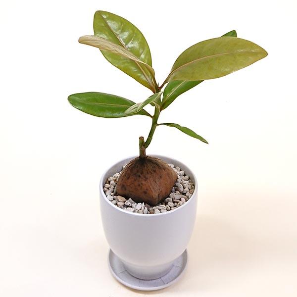 バーリングトニア Barringtonia コバンノアシ サガリバナ科 バーリングトニア属 4号陶器鉢 プラ鉢皿付 Bari0066 花と緑のはなここ 通販 Yahoo ショッピング