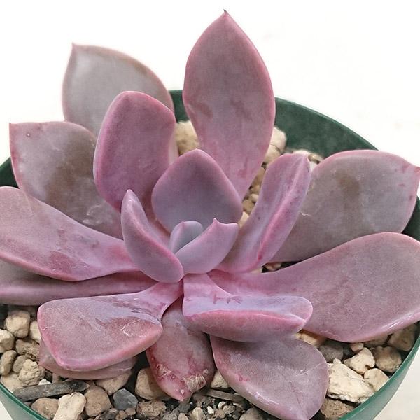 紅花ビット錦　多肉植物　エケベリア 超レア　二枚目カット苗出品　微発根　ニ頭っ子 Yahoo!オークション - 12株 D4-1 多肉植物 エケベリア 紅顔