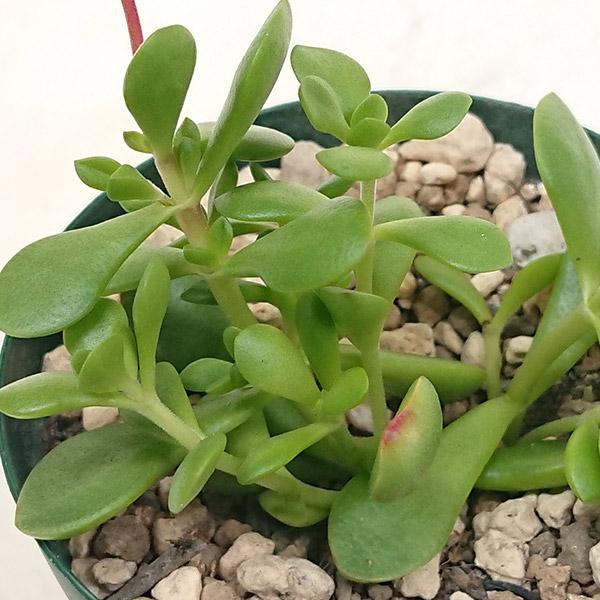多肉植物 クラッスラ属 紅稚児 カット極小苗 : 花と緑のはなここ
